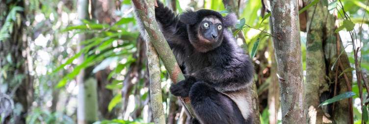 Antananarivo - Palmarium Reserve