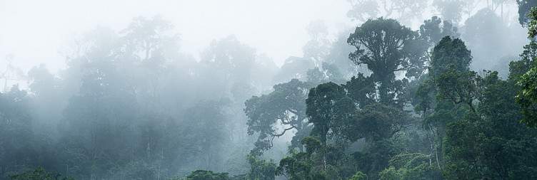 Ranomafana National Park