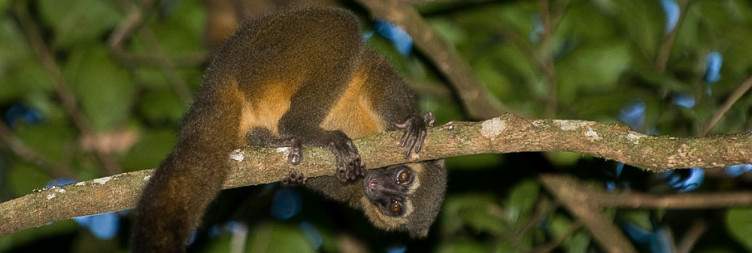 Exploring Ranomafana National Park