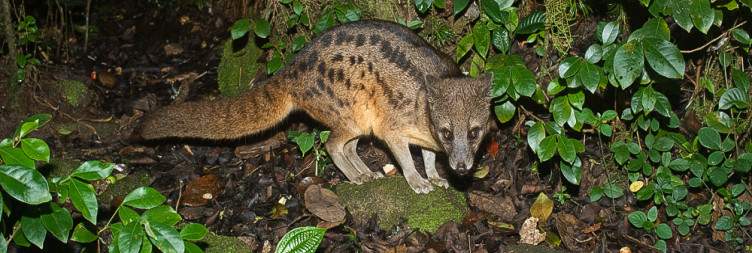 Visit of Ranomafana National Park