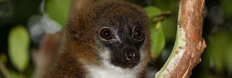 Ranomafana National Park