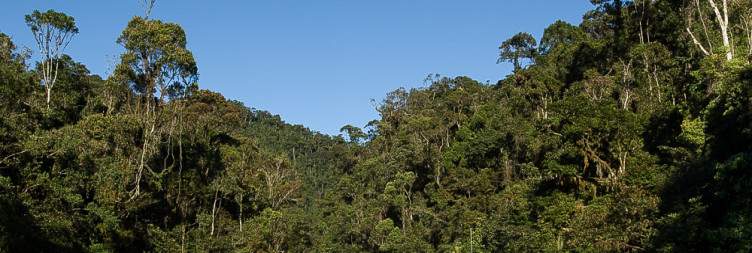 Visit of Ranomafana National Park