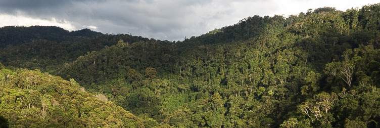 Ranomafana National Park