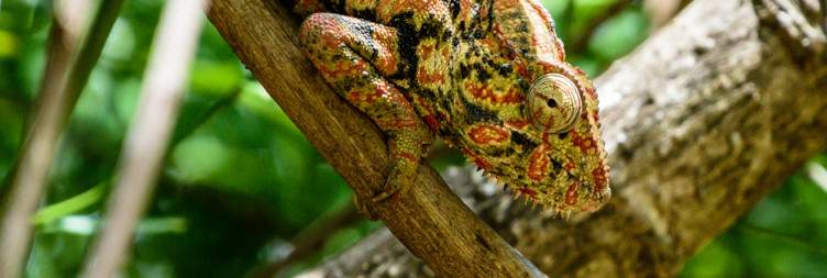 Antsirabe to Ranomafana National Park