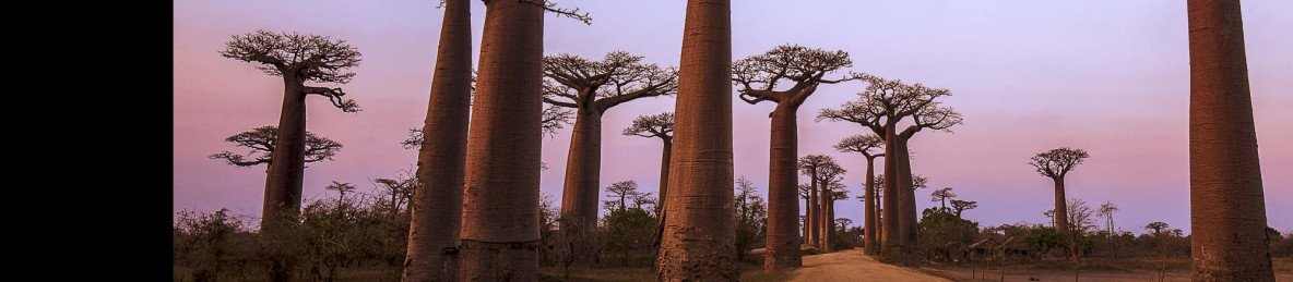 10-Day Meet the Lemurs and Admire the Avenue of Baobabs