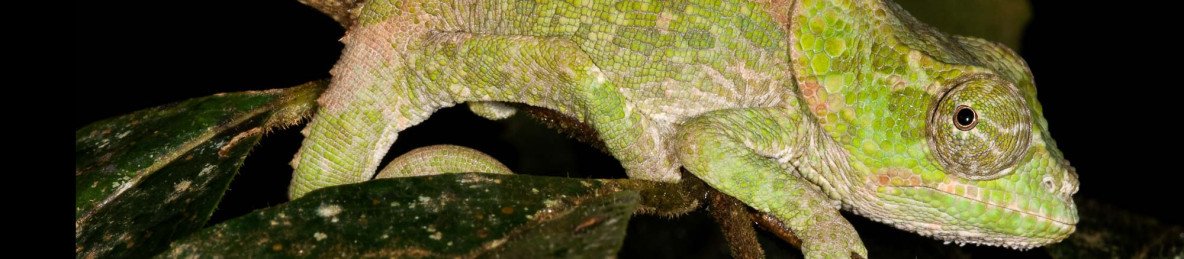 6-Day Lush Rainforests Full of Lemurs and Nature