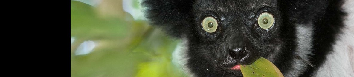 8-Day East Madagascar Rainforest and Lemur Encounters
