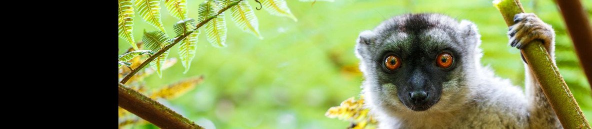 10-Day Wildlife and Island Bliss in Northern Madagascar