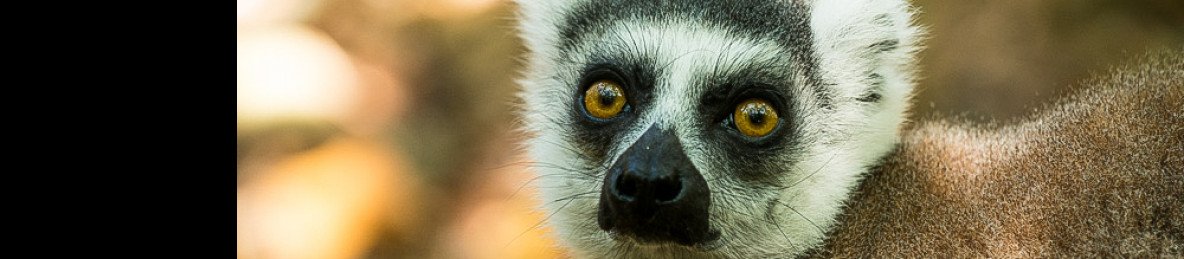 14-Day Safari in Madagascar