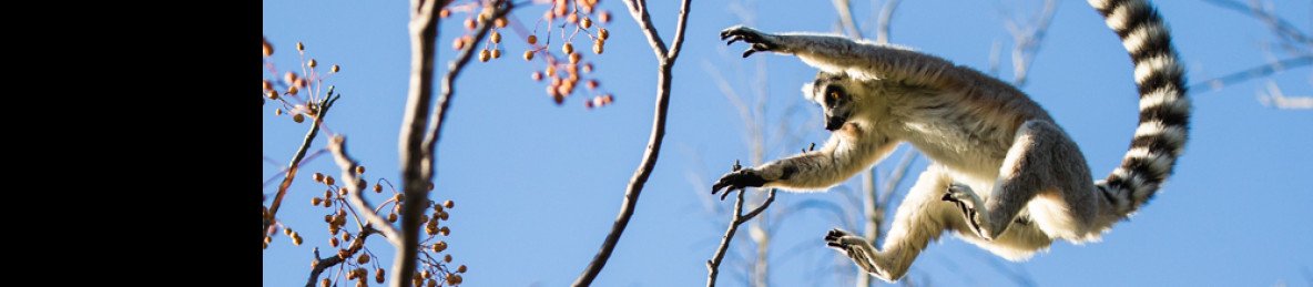 10-Day Rn7 South Tour to Toliara & Mangily, Andasibe Park