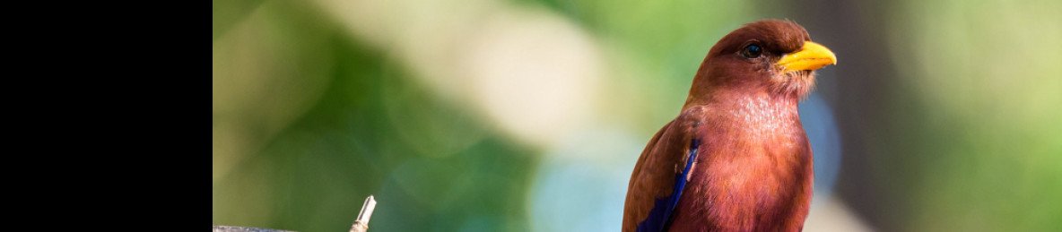 18-Day Birdwatching Tour in Madagascar