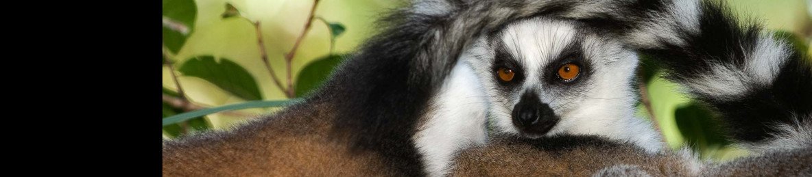 12-Day Highlights of Madagascar - Roadtrip