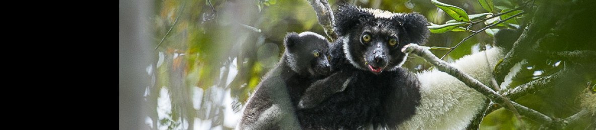 3-Day Andasibe National Park-(03Days and 02Nights)
