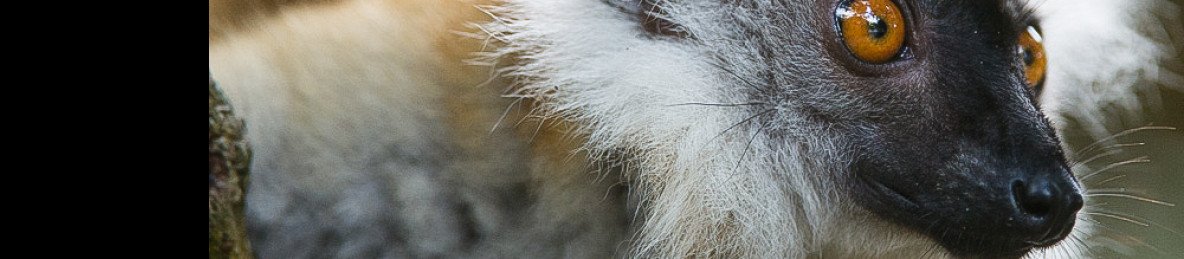 18-Day Best of Madagascar's Forests, Beaches and Wildlife