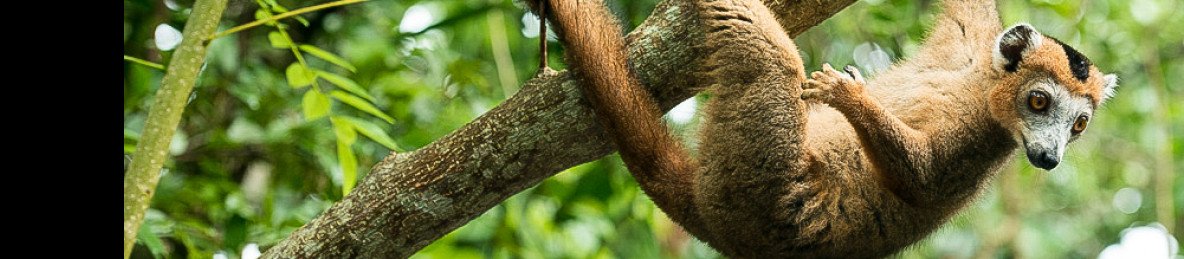 14-Day Wild Madagascar Lemurs, Canyons & Coral Seas