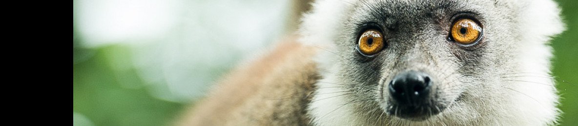 6-Day Madagascar Safari to Mandrare Camp