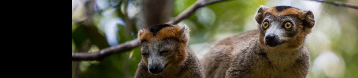 6-Day Wildlife and Nature Andasibe & Palmarium