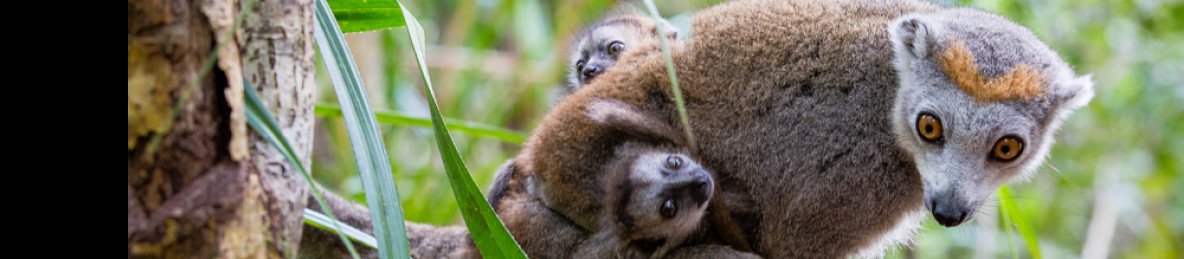 18-Day Highlights of Madagascar