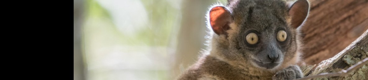 18-Day Madagascar Grand Wildlife Discovery Tour