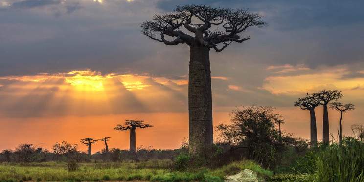 8-Day Baobab Avenue - Tsingy De Bemaraha National Park