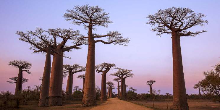 10-Day Meet the Lemurs and Admire the Avenue of Baobabs