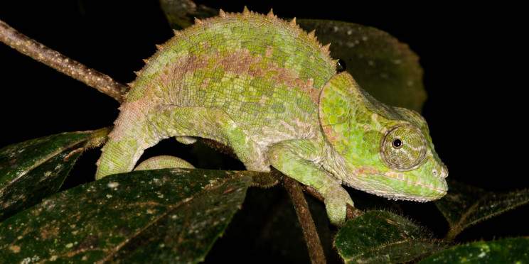 6-Day Lush Rainforests Full of Lemurs and Nature