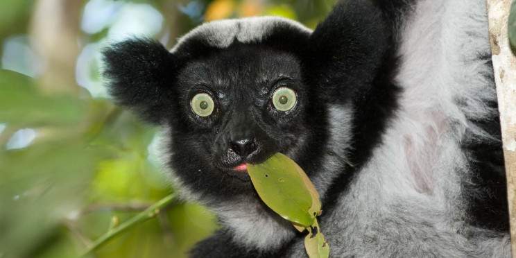7-Day Andasibe and Palmarium Wildlife Trip