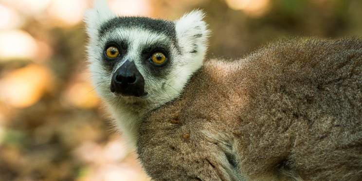 14-Day Safari in Madagascar
