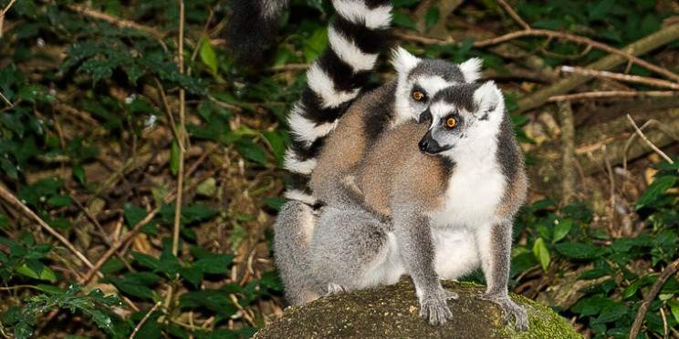 13-Day Immersive Journey in Madagascar's Highlands - Sea