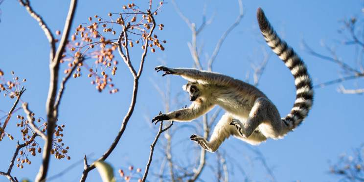 10-Day Rn7 South Tour to Toliara & Mangily, Andasibe Park