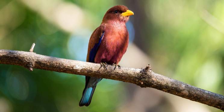 18-Day Birdwatching Tour in Madagascar