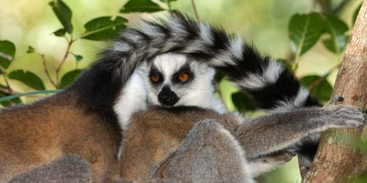 12-Day Highlights of Madagascar - Roadtrip