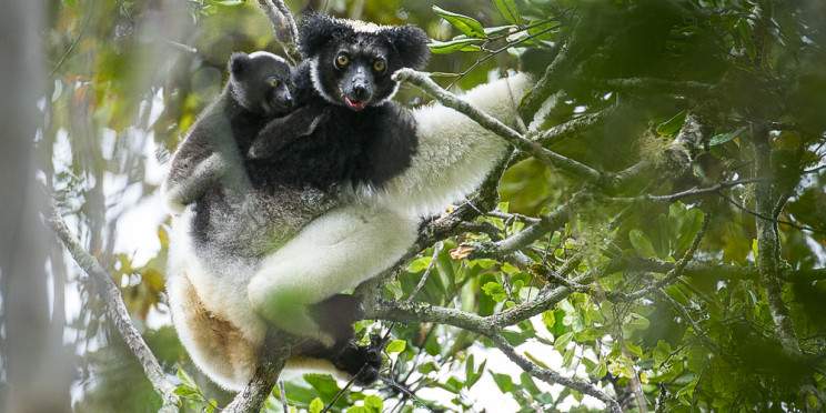 3-Day Andasibe National Park-(03Days and 02Nights)