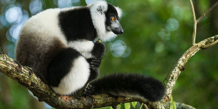 10-Day Madagascar Expedition Tour