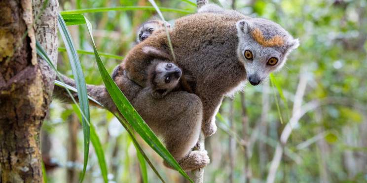18-Day Highlights of Madagascar