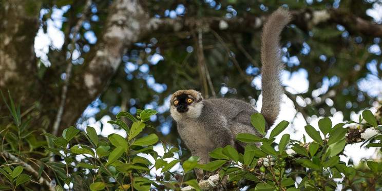 9-Day Lemur Trail Madagascar Adventure