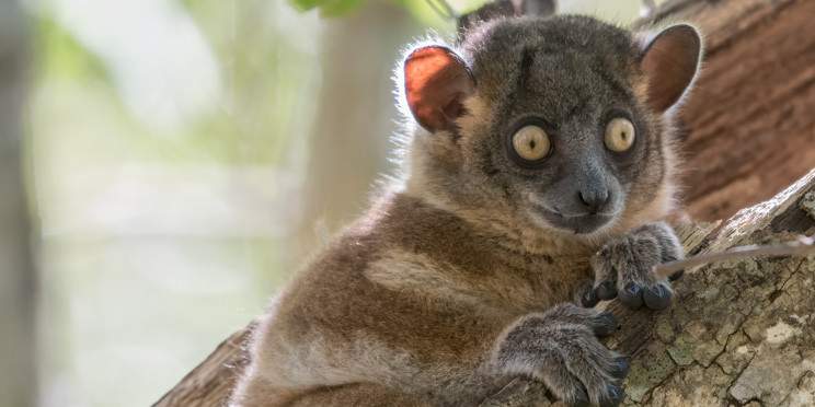 18-Day Madagascar Grand Wildlife Discovery Tour