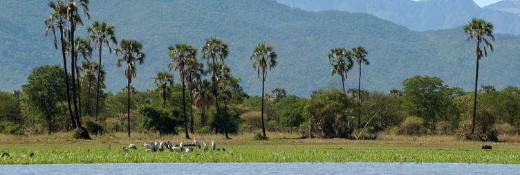 Game Drives in Liwonde National Park