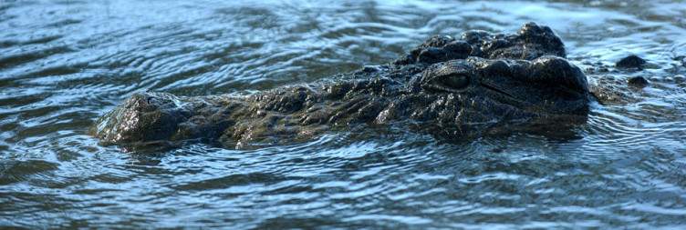 Meet and Greet and Transfer to Liwonde National Park