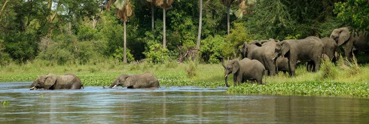 Early Morning Game Drive in Liwonde National Park