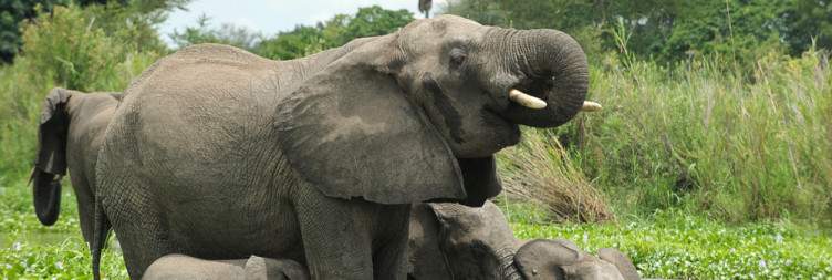Off to Liwonde National Park