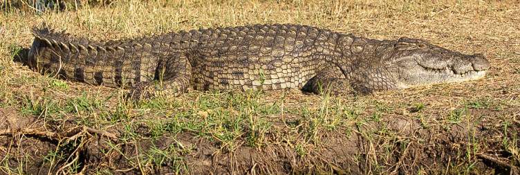 Game Drives in Liwonde National Park