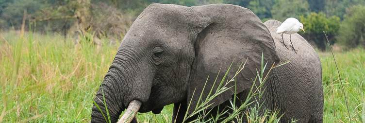 Liwonde National Park