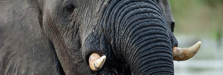 Liwonde National Park