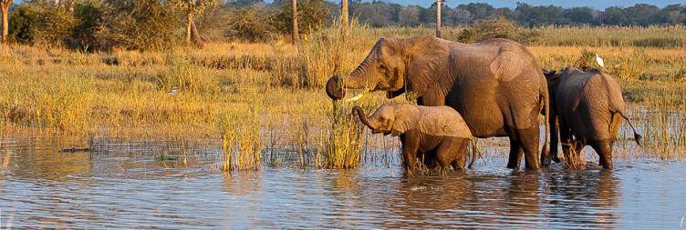 Transfer to Liwonde National Park