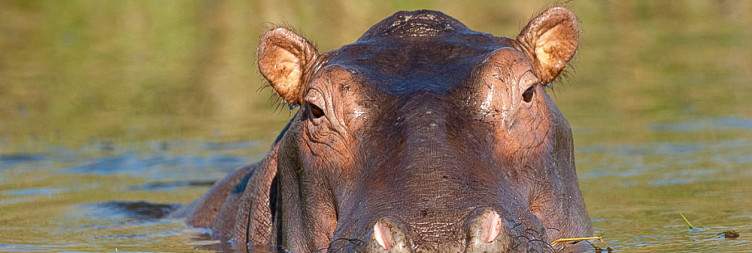 On Safari in Liwonde National Park