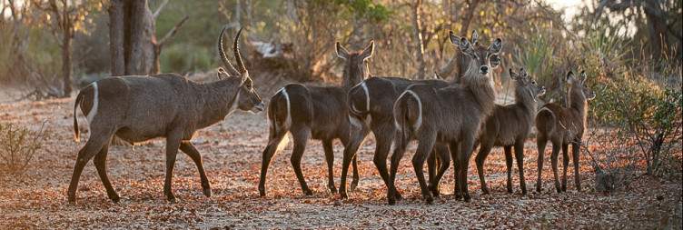 Exploring the Wilderness of Liwonde