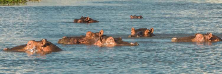 Adventure in Liwonde National Park