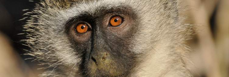 Liwonde National Park