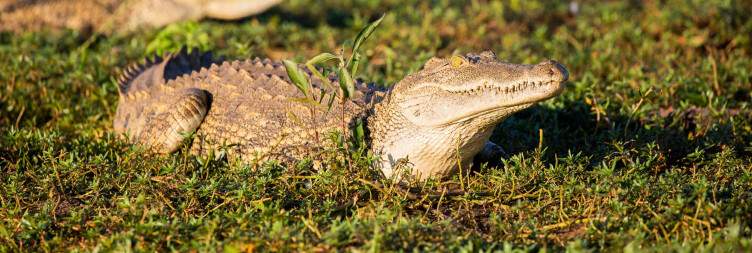 Liwonde National Park